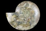 Cut & Polished Ammonite Fossil (Half) - Crystal Filled #184254-1